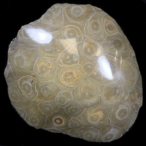 Polished Fossil Coral - Morocco #35346